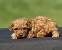 Angel, a female Poodle - Toy  for sale in Odon, IN – 3 of 3