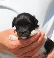 Dixie, a female Havanese for sale in Odon, IN – 3 of 3