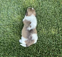 Dash, a female Havanese for sale in Odon, IN – 2 of 2