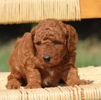 Asher, a male Poodle - Toy  for sale in Odon, IN – 3 of 3