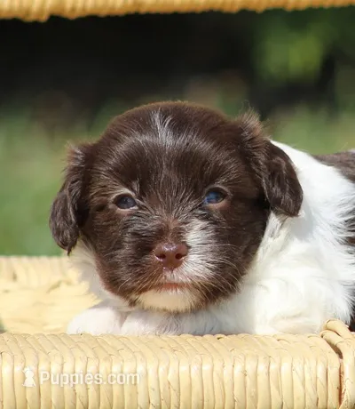 Dolly – Havanese puppy for sale in Odon, IN