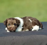 Dora , a female Havanese for sale in Odon, IN – 3 of 4