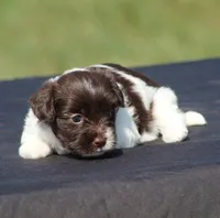 Dolly, a female Havanese for sale in Odon, IN – 4 of 5