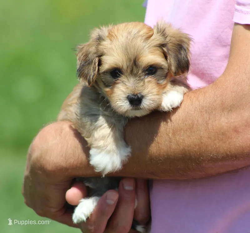 Oliver – Havanese puppy for sale in Odon, IN