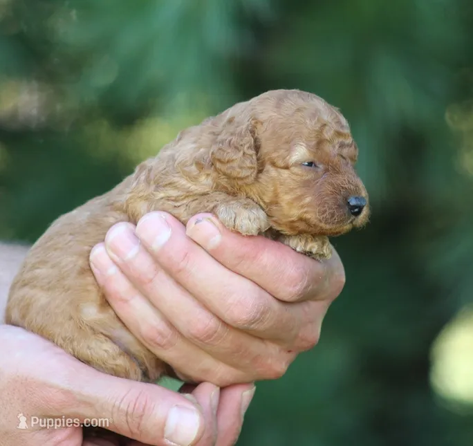 Ace – Poodle - Toy  puppy for sale in Odon, IN