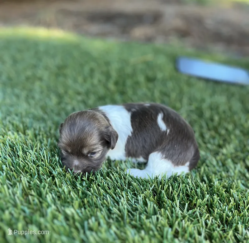 Dora  – Havanese puppy for sale in Odon, IN