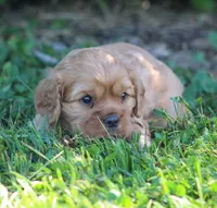 Valerie, a female Cavalier King Charles Spaniel for sale in Odon, IN – 3 of 3
