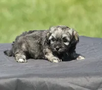 Orchid, a female Havanese for sale in Odon, IN – 3 of 4