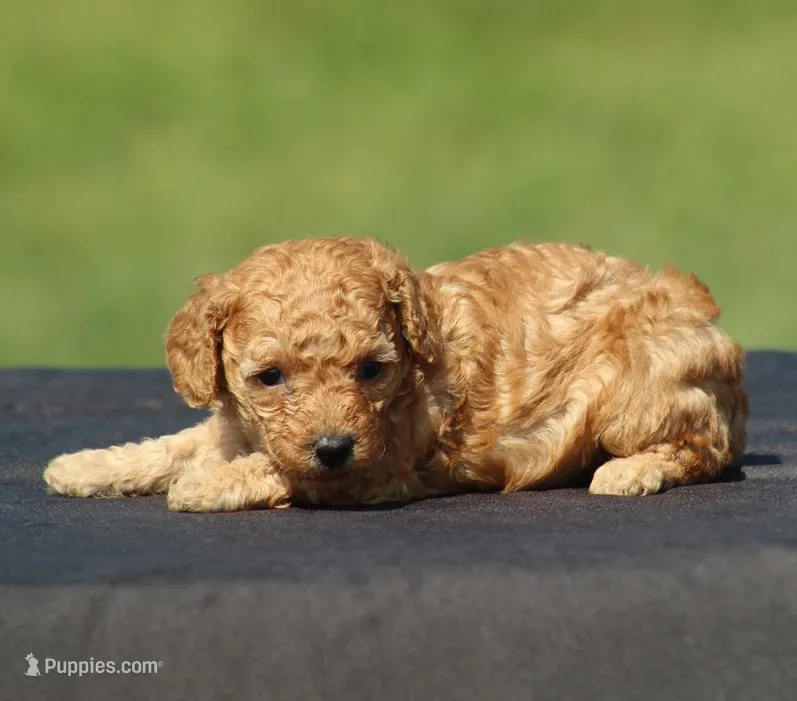 Ariel – Poodle - Toy  puppy for sale in Odon, IN