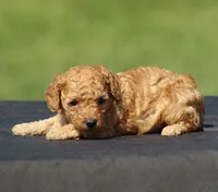 Ariel, a female Poodle - Toy  for sale in Odon, IN – 1 of 2