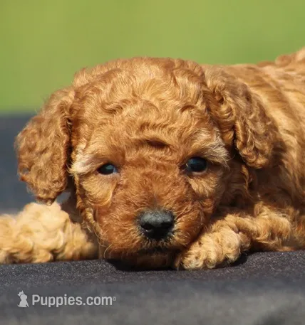 Ace – Poodle - Toy  puppy for sale in Odon, IN