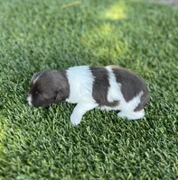 Dolly, a female Havanese for sale in Odon, IN – 2 of 2