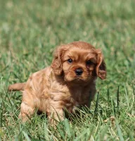 Vance, a male Cavalier King Charles Spaniel for sale in Odon, IN – 6 of 8