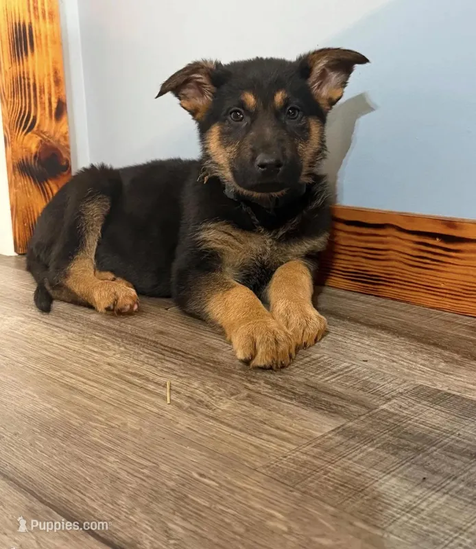 Smokey – German Shepherd Dog puppy for sale in Monticello, IN