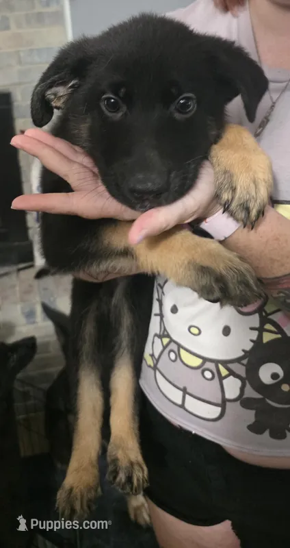 Brownie – German Shepherd Dog puppy for sale in White Hall, AR