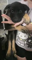 Brownie, a female German Shepherd Dog for sale in White Hall, AR – 1 of 3
