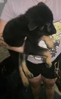 Brownie, a female German Shepherd Dog for sale in White Hall, AR – 3 of 3