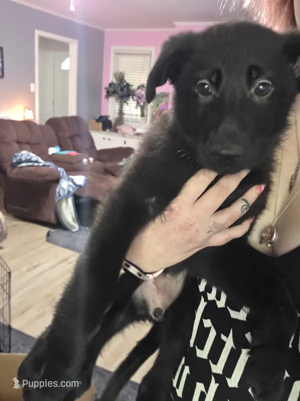 Greenie – German Shepherd Dog puppy for sale in White Hall, AR