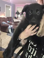 Greenie, a female German Shepherd Dog for sale in White Hall, AR – 1 of 2