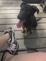 Brownie, a female German Shepherd Dog for sale in White Hall, AR – 2 of 3