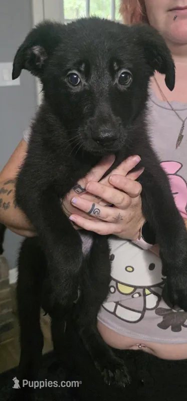 Orange – German Shepherd Dog puppy for sale in White Hall, AR