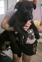 Orange, a male German Shepherd Dog for sale in White Hall, AR – 2 of 2
