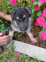 Lily, a female German Shepherd Dog for sale in Mifflin, PA – 2 of 2