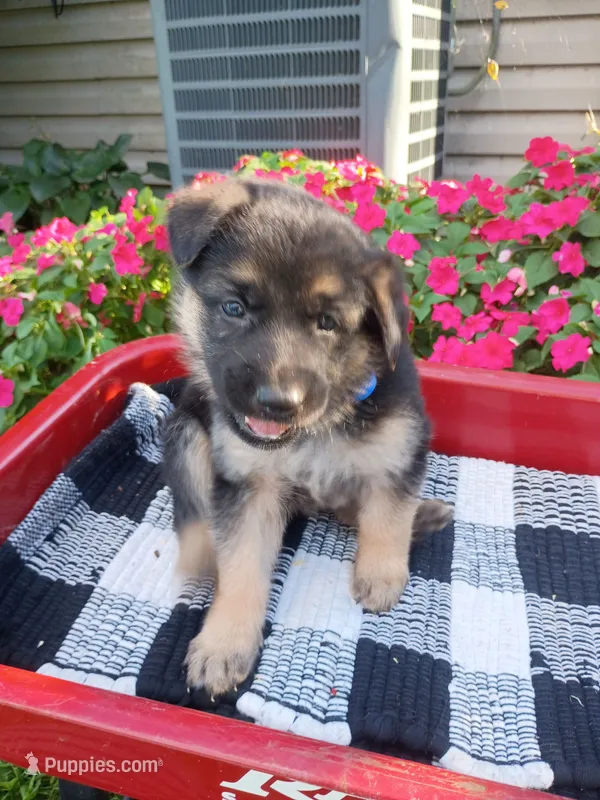 Lily – German Shepherd Dog puppy for sale in Mifflin, PA