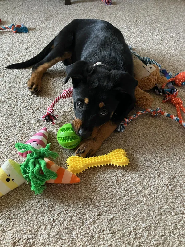 Runna – German Shepherd Dog, Rottweiler puppy for sale in Towson, MD