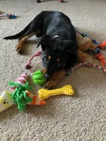 Runna, a female German Shepherd Dog and Rottweiler for sale in Towson, MD – Photo 1 of 3