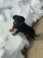 Runna, a female German Shepherd Dog and Rottweiler for sale in Towson, MD – Photo 2 of 3