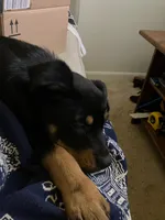 Runna, a female German Shepherd Dog and Rottweiler for sale in Towson, MD – Photo 3 of 3