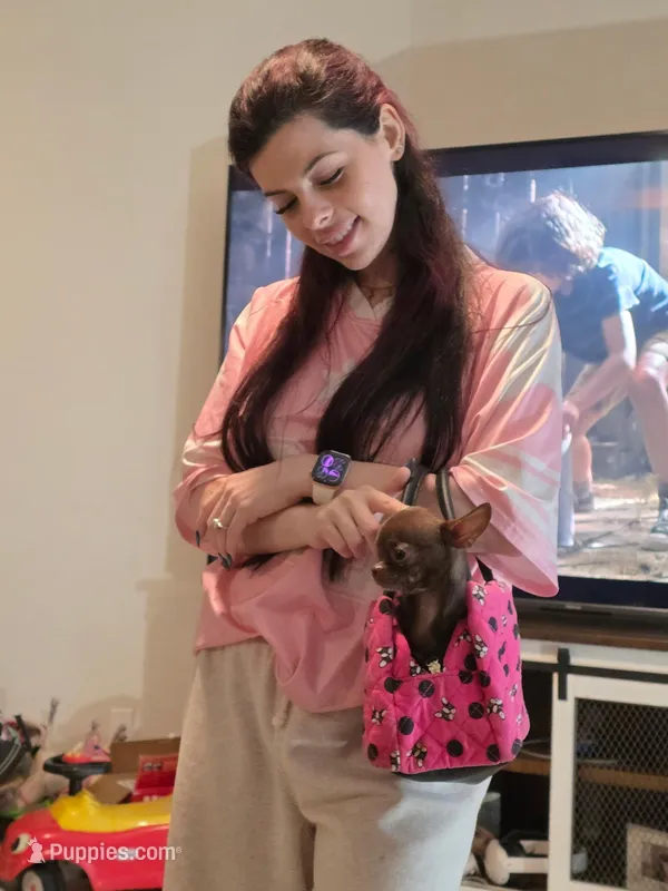 Beans – Chihuahua puppy for sale in Phoenix, AZ