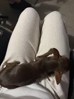 Beans, a female Chihuahua for sale in Phoenix, AZ – Photo 3 of 3