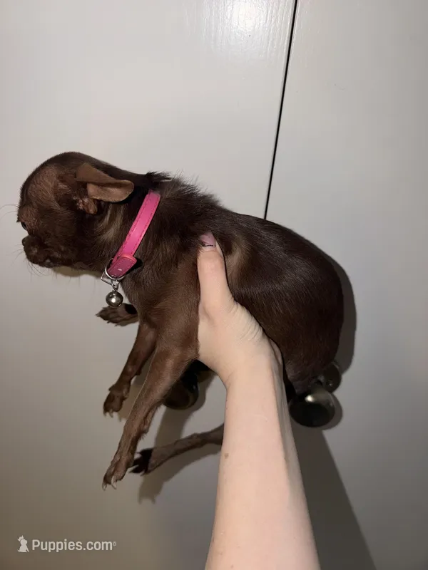 Beans – Chihuahua puppy for sale in Phoenix, AZ