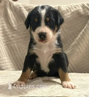 Female . – Greater Swiss Mountain Dog puppy for sale in Philpot, KY