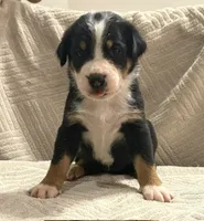 Female ., a female Greater Swiss Mountain Dog for sale in Philpot, KY – 1 of 3