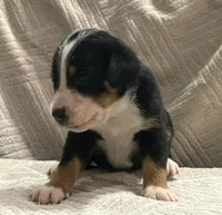 Female ., a female Greater Swiss Mountain Dog for sale in Philpot, KY – 2 of 3
