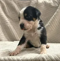 male 1, a male Greater Swiss Mountain Dog for sale in Philpot, KY – 3 of 3