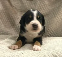 Female ., a female Greater Swiss Mountain Dog for sale in Philpot, KY – 3 of 3