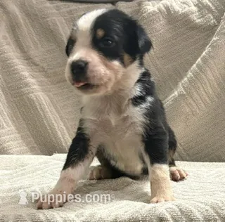 male 1 – Greater Swiss Mountain Dog puppy for sale in Philpot, KY