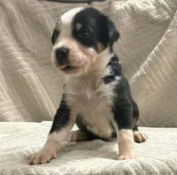 male 1, a male Greater Swiss Mountain Dog for sale in Philpot, KY – 1 of 3