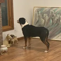 Mila, a female Greater Swiss Mountain Dog for sale in Philpot, KY – Photo 1 of 2