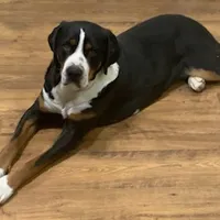 Mila, a female Greater Swiss Mountain Dog for sale in Philpot, KY – Photo 2 of 2