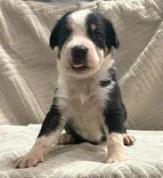 male 1, a male Greater Swiss Mountain Dog for sale in Philpot, KY – 2 of 3