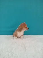 Tommy dmclear, a male Pembroke Welsh Corgi for sale in Sugarcreek, OH – Photo 4 of 6