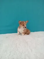 Tommy dmclear, a male Pembroke Welsh Corgi for sale in Sugarcreek, OH – Photo 2 of 6