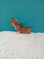 Tommy dmclear, a male Pembroke Welsh Corgi for sale in Sugarcreek, OH – Photo 3 of 6