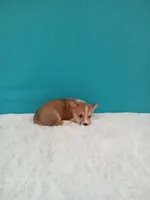 Tommy dmclear, a male Pembroke Welsh Corgi for sale in Sugarcreek, OH – Photo 5 of 6