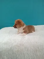 Alex dmclear, a male Pembroke Welsh Corgi for sale in Sugarcreek, OH – Photo 2 of 5